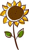 Sunflower drawing, illustration, vector on white background.