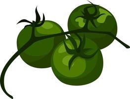 Green tomatoes, illustration, vector on white background