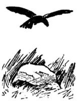 Crow, vintage illustration. vector