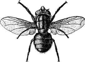 Fly or Lucilia macellaria, vintage illustration. vector