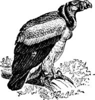 Vulture, vintage illustration. vector