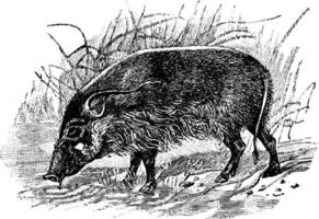 cerdo de río rojo, ilustración vintage. vector