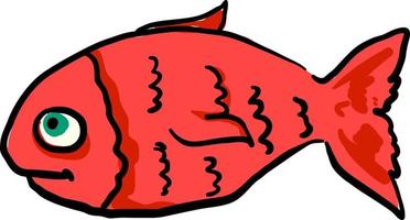 Red fish, illustration, vector on white background.