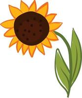 Sunflower, illustration, vector on white background.