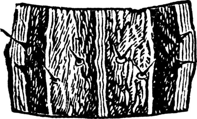 Armyworm, vintage illustration.