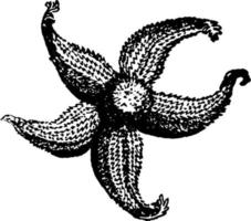 estrella de mar común o asteridae, ilustración vintage. vector