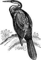 Anhinga, vintage illustration. vector