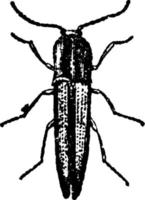 Click Beetle, vintage illustration. vector