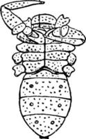 cryptostemma karschii, ilustración antigua. vector