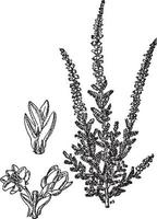 Calluna Vulgaris vintage illustration. vector