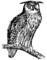 Great Horned Owl, vintage illustration. vector