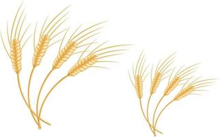 Dry wheat ,illustration, vector on white background.