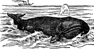 Whale or Balaenoidea, vintage illustration. vector