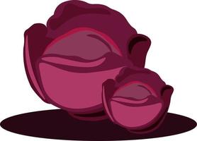 Red cabbage, illustration, vector on white background.