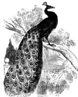 Peacock, vintage illustration. vector