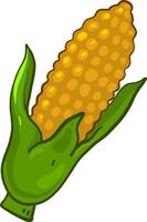 Fresh corn, illustration, vector on a white background.