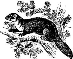 marta de pino, ilustración vintage. vector