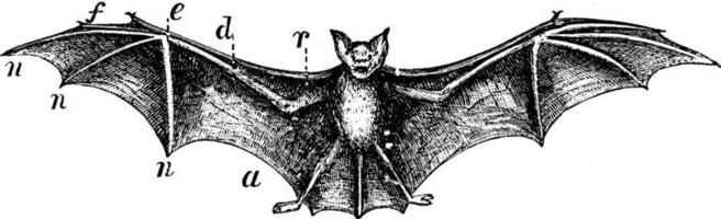 Bat, vintage illustration. vector