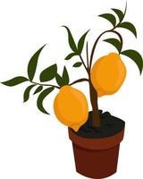 Lemon tree in pot, illustration, vector on white background