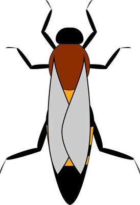 Apis mellifera, illustration, vector on white background.