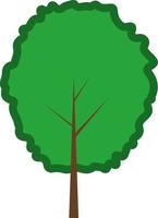 Curry tree, illustration, on a white background. vector