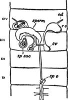 Female Earthworm Reproductive System, vintage illustration. vector