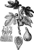 Fig or Common Fig, vintage illustration. vector