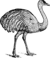 avestruz, ilustración vintage. vector