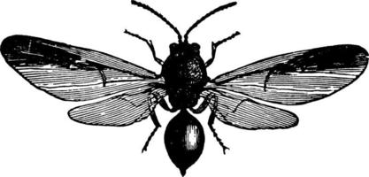 Gall Fly, vintage illustration. vector