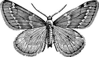 Moth Male, vintage illustration. vector