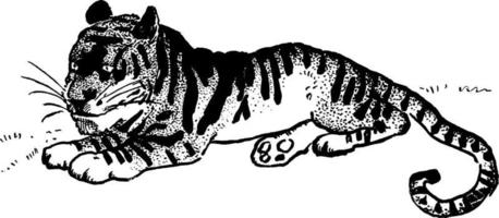 Tiger or Panthera tigris, vintage illustration vector