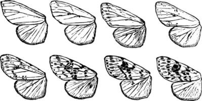 Fall Webworm Wings, vintage illustration. vector