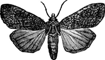 Pearly Underwing Moth, vintage illustration. vector