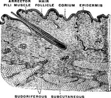 Cross Section of Human Skin, vintage illustration. vector