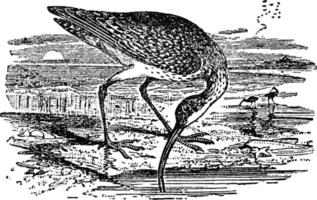 Curlew, vintage illustration. vector