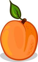 Apricot beautiful, illustration, vector on white background