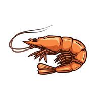 shrimp vector design