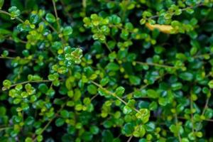 Fukien Tea or Carmona retusa photo