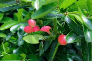 Karonda fruit,Bengal Currant,or Christ's Thorn photo