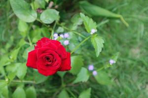 A red rose in the garden photo