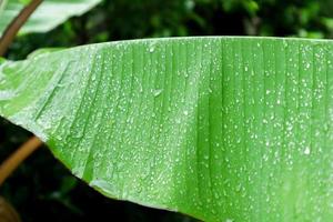 Banana leaf with water droplets photo