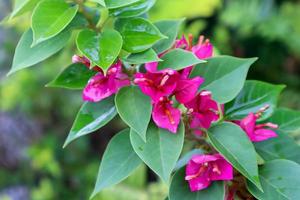 Bougainvillea or paper flowers photo