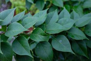 Green Paper flower or bougainvillea leaves photo