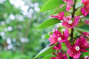 Paper flowers or bougainvillea photo