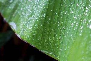 Banana leaf with water droplets photo