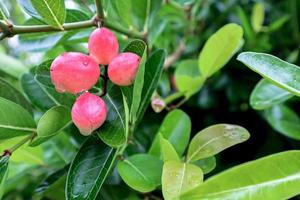 Bengal Currant, Christ's Thorn or karonda fruit photo