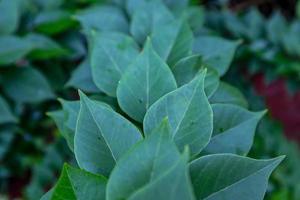 Green Paper flower or bougainvillea leaves photo