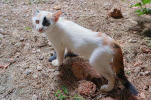 A white small cat on the soil photo