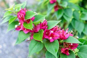 Bougainvillea or papaer flowers photo