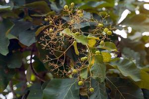 Raw fruit and leaves of the teak plant. Soft and selective focus. photo